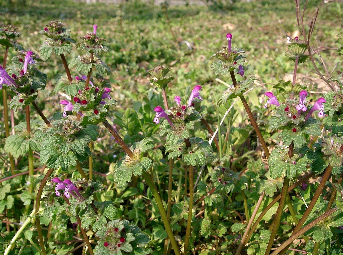 
          Lamium amplexicaule (Lamier amplexicaule)