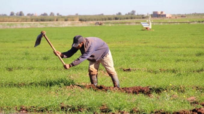 
          La Mutuelle agricole marocaine d’assurances (MAMDA) verse près de 200 millions de dirhams (MDH) à plus de 10.000 agriculteurs