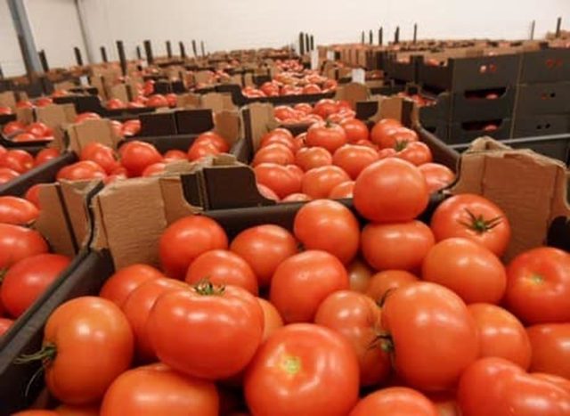 
          Une vidéo montrant des tomates en provenance du Maroc sur les rayons d’un supermarché en France fait jaser