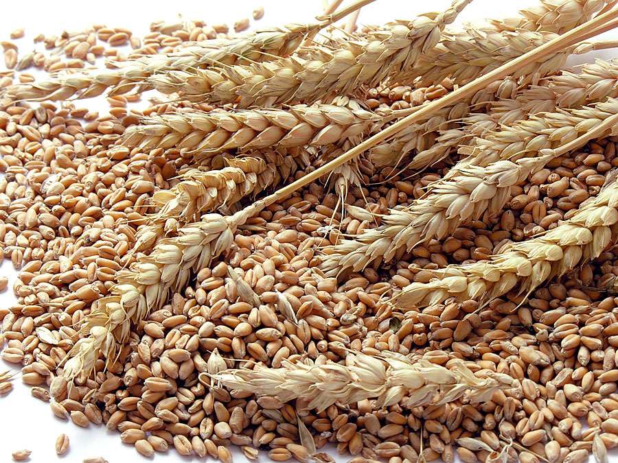 
           Les exportations de blé tendre de l’UE et de la Grande Bretagne s'envolent
