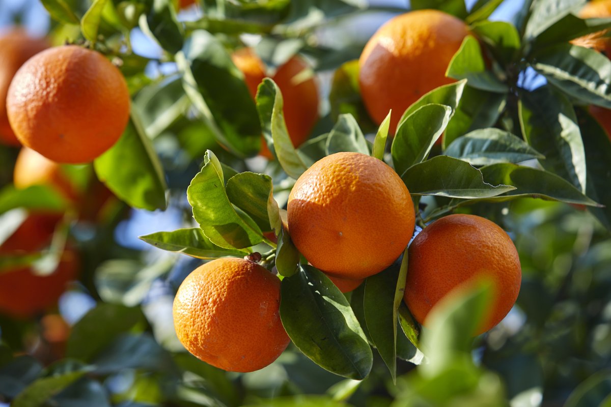 
          Les exportations de mandarines de la Turquie vers la Russie ont connu une hausse de 49% en valeur et de 37% en quantité