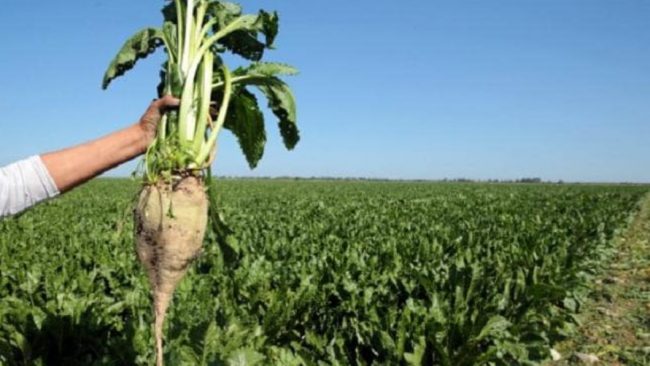 
           Un record d’un million de tonnes est attendu à béni mellal-khénifra pour la betterave à sucre