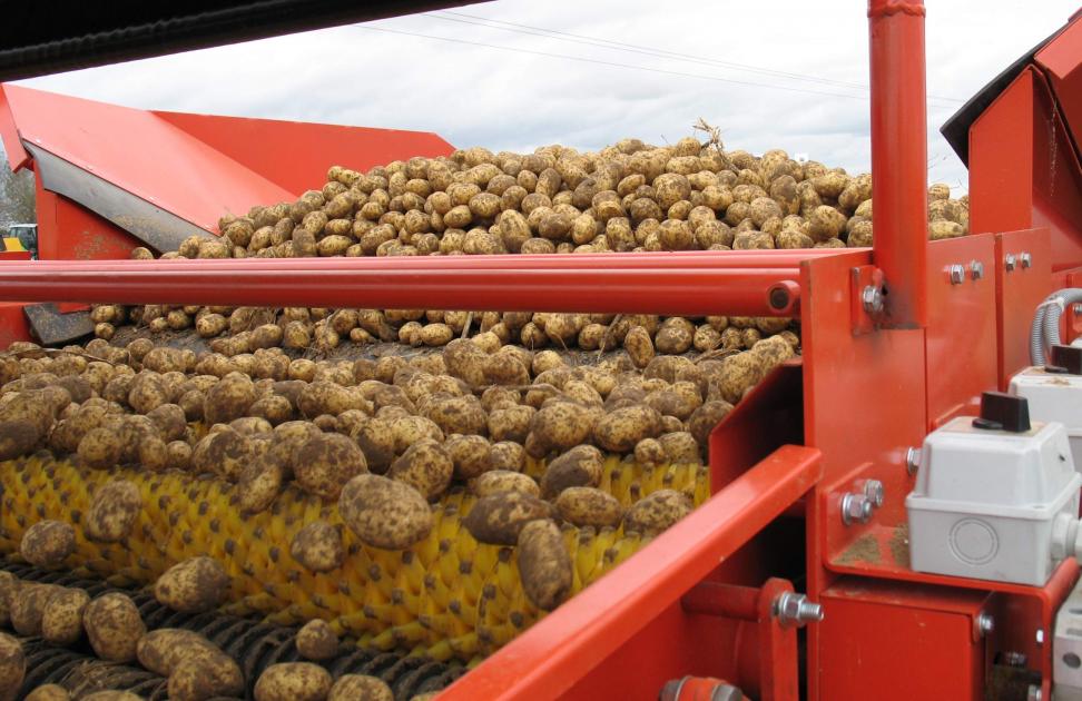 
           Les pommes de terre confrontées à l'accumulation de stocks en Europe