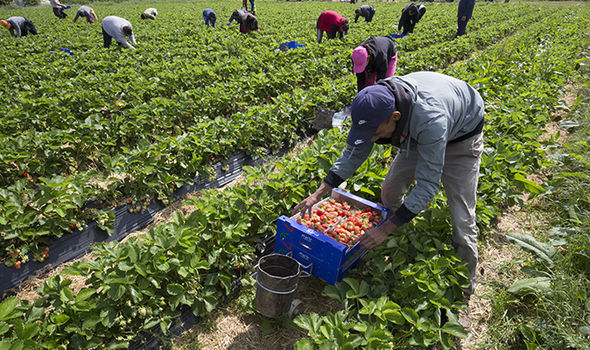 
           En Espagne, l’embauche des travailleurs saisonniers agricole est prolongée jusqu’au 30 Septembre
