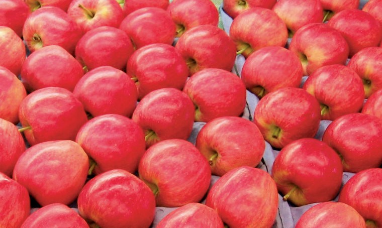 
           Les Pays-Bas ont rejeté un lot de pommes importées de Pologne contenant des résidus de chlorpyrifos