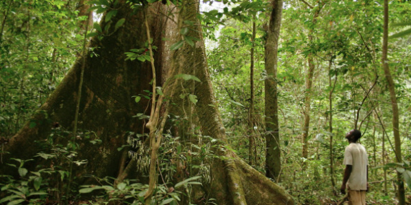 
          Le Togo veut restaurer 35.000 hectares de forêts en 2020 