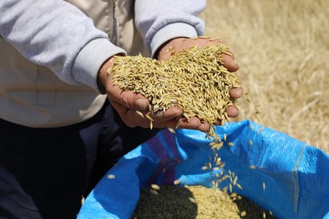 
           À Khouribga, le semis direct atteint un résultat prometteur 