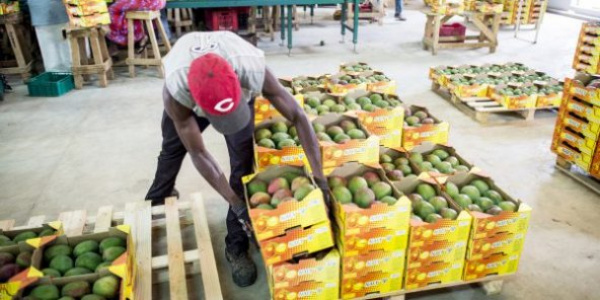 
           Le Togo est le deuxième pays exportateur africain de produits bio vers l’Europe
