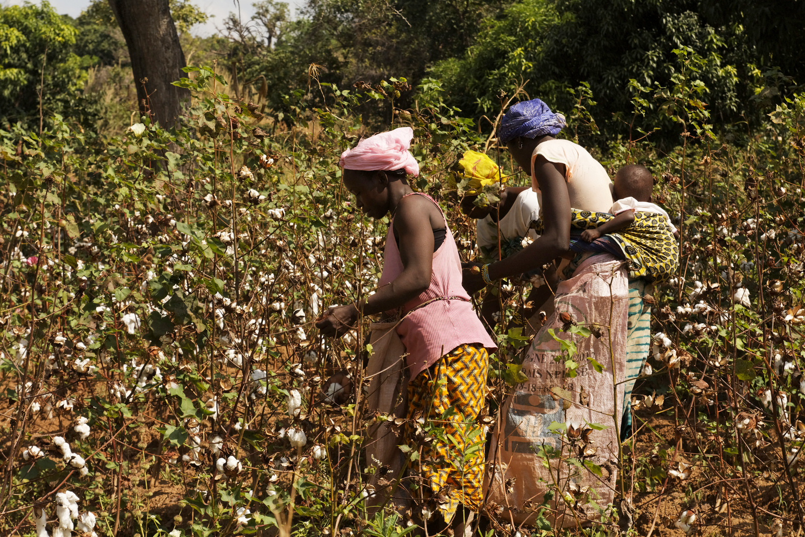 
           Au Tchad, la campagne agricole des cotonculteurs sauver par le gong