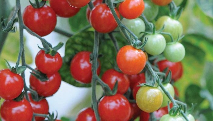 
           Les agriculteurs marocains facturent leurs tomates 59% moins chères que ceux d’Espagne