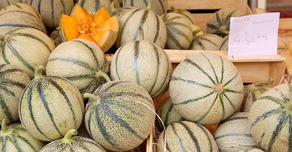 
           Du melon charentais espagnol Bio pourrait contenir des résidus de pesticide chlorpyriphos