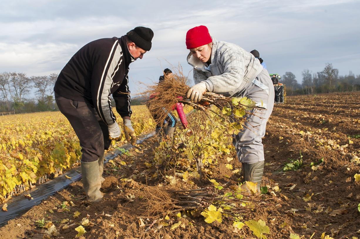 
           L’arrivée des saisonniers marocains en Italie donne un coup de vent à l’agriculture du pays