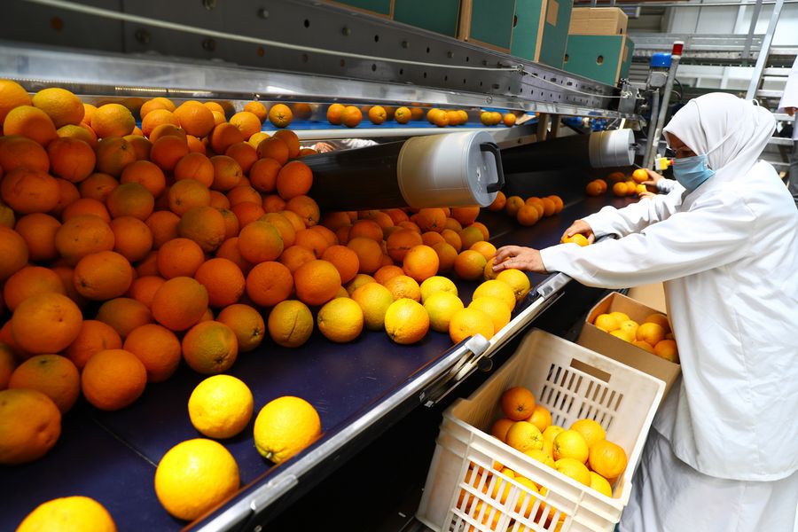 
          L’Égypte devance l’Espagne dans l’exportation d’oranges avec 1,87 millions de tonnes 