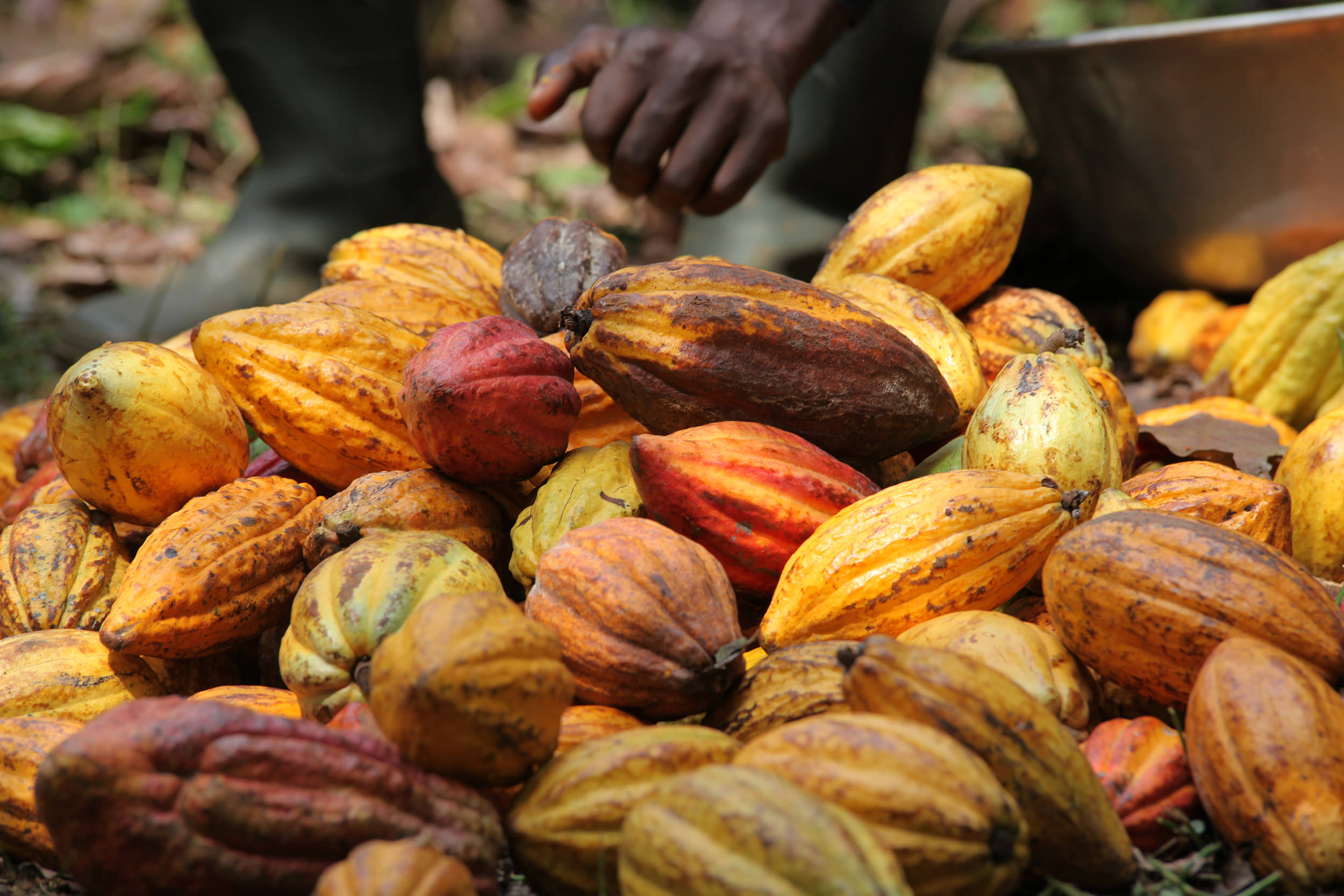 
          En Côte d’Ivoire, le Conseil Café Cacao (CCC) à l’écoute des exportateurs nationaux de cacao 