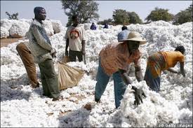 
          Le Mali débloque 35 milliards FCFA  pour subventionner le prix du coton
