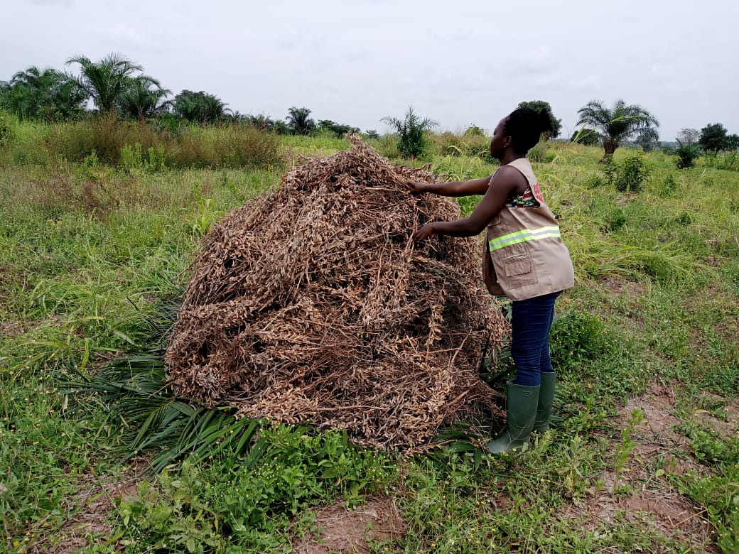 
          Récolte de soja biologique chez SOYCAIN au Togo