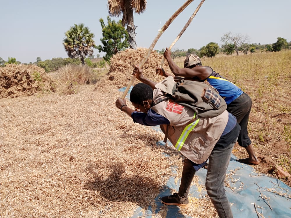 
          Recolte de soja bio chez SOYCAIN au Togo