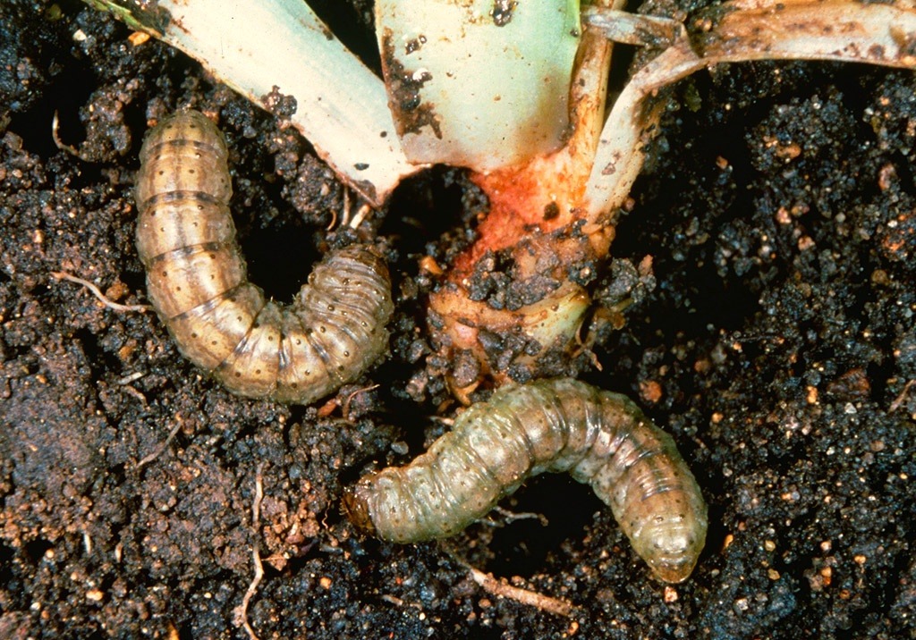 Личинки вредителей в земле фото